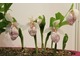 Cypripedium 