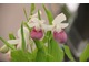 Cypripedium reginae - gruntowy storczyk o efektownych, miękkich, białych kwiatach z wydatnym różowym pantofelkiem. Lubi chłodne i wilgotne miejsca i zasadową glebę 