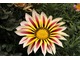 Gazania