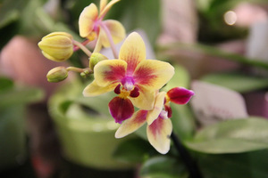 Phalaenopsis
