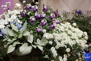 U góry Erysimum POEM TM Lilac, po prawej biała Lobularia "Snow Princess", ciekawe liście Pulmonaria "Majesty", a po lewej Iberis sempervirens i niezapominajki