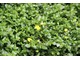 Mecardonia "Golddust" ma małe, zielone listki pokryte żółtymi jak Nemesia kwiatami od maja do października, doskonała na słońce