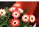 Gerbera jamesonii "Royal Bicolour Red Shades 3103 F1"