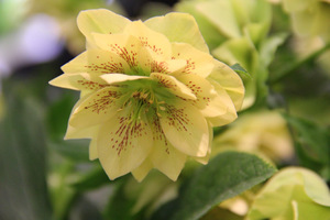 Helleborus o tajemniczej nazwie "EXP. 1896"