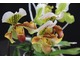 Storczyk Paphiopedilum insigne ma wspaniałe, mięsiste kwiaty