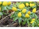 Rannik zimowy (Eranthis hyemalis) sprawia, że z kolorów w ogrodzie możemy korzystać już w zimie