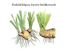 Aby podzielić irysy wykopujemy kępy, usuwamy stare kłącza ze środka i sadzimy zewnętrzne i młode kawałki, które dokładnie widać na rysunku