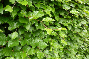  Buk  (Fagus sylvatica) - doskonały na żywopłoty i konstrukcje, ponieważ tworzy gęstą masę liści 