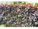 Żywopłot ze śliwy dziecięcej (Prunus cistena)