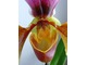 Paphiopedilum insigne - prawdziwy "mięsisty" kwiat, fot. Aneta Szpojnarowicz