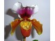 Paphiopedilum są ciekawymi roślinami w niezliczonej ilości kolorów, fot. Aneta Szpojnarowicz