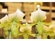 Paphiopedilum maudiae - fantastyczny, duży kwiat ze skomplikowanymi oznaczeniami, fot. Danuta Młoźniak