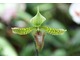 Paphiopedilum sukhakulii, fot. Michał Młoźniak