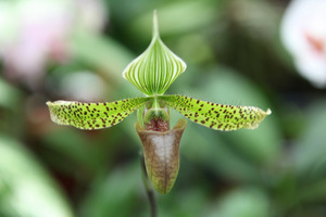 Paphiopedilum sukhakulii, fot. Michał Młoźniak