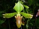 Paphiopedilum sukhakulii, fot. Witold Młoźniak