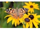Do owadów pożytecznych zaliczamy znane owady zapylające np. motyle, fot. Michał Młoźniak