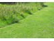 Należy zapewnić w ogrodzie obszary stabilnego środowiska, gdzie pożyteczne owady można będą mogły się schronić, np. część nie skoszonego trawnika