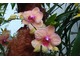 Najsłynniejsze storczyki Phalaenopsis są powszechnie znane jako "ćmówki"
