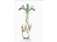 Iris persica osiąga 15 cm wysokości i ma pachnące kwiaty, ale uważajmy - roślina jest trująca, rys. Monika Jadczak