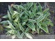 Carex ciliatomarginata 'Treasure Island' - niziutka, dywanowa, szybko rosnąca, do słońca i cienia