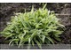 Carex ciliatomarginata 'Treasure Island' - niziutka, dywanowa, szybko rosnące, do słońca i do cienia, bardziej biała gdzie ciemniej