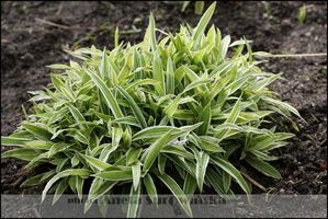 Carex ciliatomarginata 'Treasure Island' - niziutka, dywanowa, szybko rosnące, do słońca i do cienia, bardziej biała gdzie ciemniej