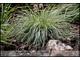 Carex conica 'Snowline' - malutka, zimozielona, przy lepszym "doświetleniu" mniej kontrastowo wybarwiona