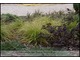 Carex dolichostachya 'Kaga Nishiki' ('Gold Fountains') - niewysoka, o ładnym fontannowym pokroju i wyrazistych złotych marginesach