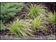 Carex dolichostachya 'Kaga Nishiki' ('Gold Fountains') - może rozjaśniać i ocieplać monotonne kompozycje z iglaków