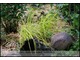 Carex elata 'Aurea' - młode rośliny w kompozycji z kamieniami