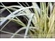 Carex elata 'Whitish' - mój selekt, wiosną prawie cała biała, później zielenieje