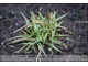 Carex firma 'Variegata' - jeżowaty, mocno złoty karzełek