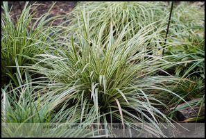 Carex morrowii 'Gold Band' ('Aureovariegata')