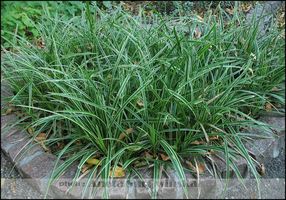 Carex morrowii 'Ice Dance' - rozłogowa, zimozielona