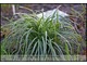 Carex morrowii 'Silver Sceptre' - jeszcze "pajączek", gdy się rozrośnie będzie mniej kępowa