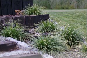 Carex morrowii 'Variegata' - zimozielona, może pełnić rolę rośliny okrywowej