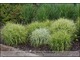 Carex muskingumensis 'Ice Fountains' - w roli rośliny okrywowej