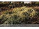 Carex oshimensis 'Evergold' - jesienna nostalgia...
