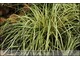 Carex oshimensis 'Evergold' - zimozielona, z szerokim zółtawym paskiem