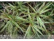 Carex phyllocephala 'Sparkler' - orientalny wygląd, niestety skazana na donice