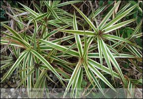 Carex phyllocephala 'Sparkler' - orientalny wygląd, niestety skazana na donice