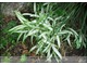 Carex siderosticha 'Shiro Nakafu' - śliczna, w trakcie sezonu białe zabarwienie środka liścia stopniowo zielenieje