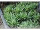 Carex siderosticha 'Variegata'  - jeszcze nie łanowa, nie zwarta w jedna płaszczyznę