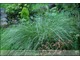 Carex umbrosa subsp. sabynensis 'Thinny Thin' - długolistna, warta wyeksponowania na skarpach lub w pojemnikach
