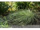 Carex umbrosa subsp. sabynensis 'Thinny Thin' - liście jak u turzyc nowozelandzkich tylko nie ta kolorystyka