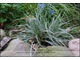 Carex oshimensis 'Everest' - nowość, jeszcze dobrze nie przetestowana 
