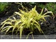 Carex siderosticha 'Banana Boat' - mocno zółta, niesamowicie rozjaśni mroczne zakątki