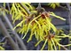 To wspaniałe krzewy, które tworzą skupiska cytrynowo-żółtych kwiatów o pajęczych, cienkich płatkach