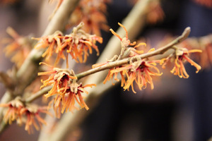 Hamamelis intermedia "Fire Blaze"