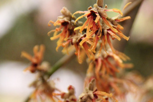 Hamamelis intermedia "Fire Blaze"